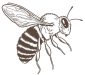 abeja